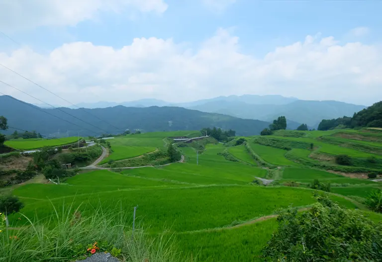 Rice Farm